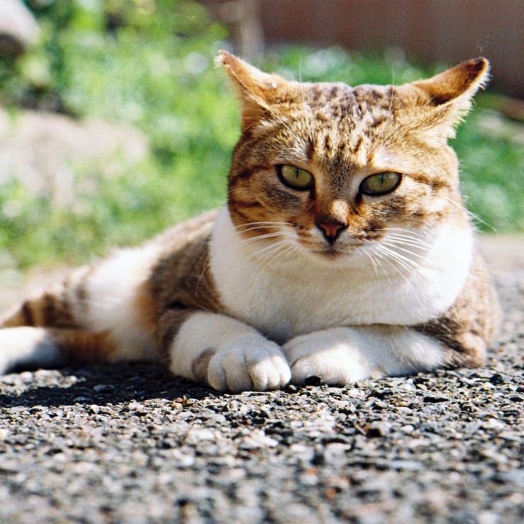 春のひなた
