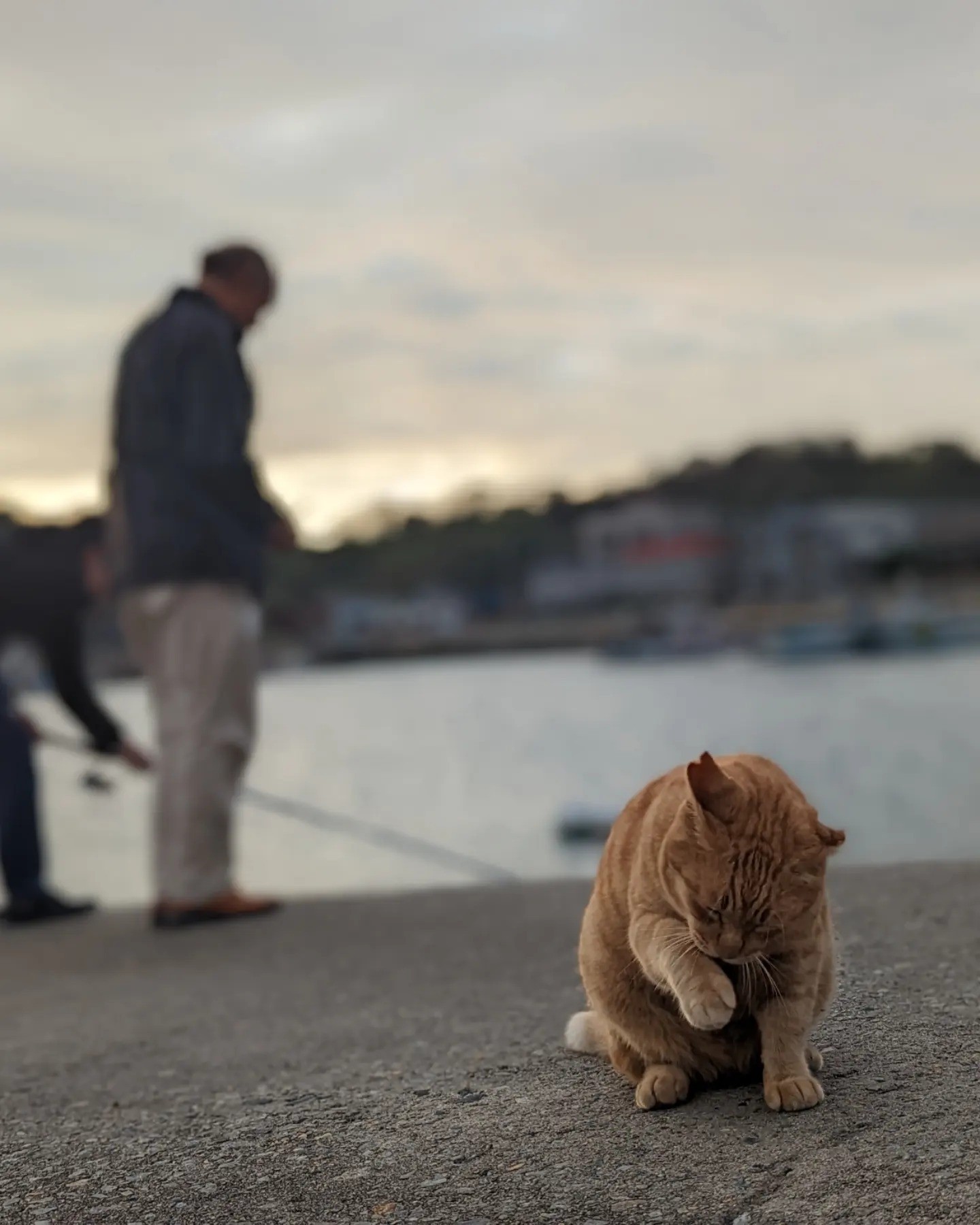 魚をもらえなくていじけてるわけではありません