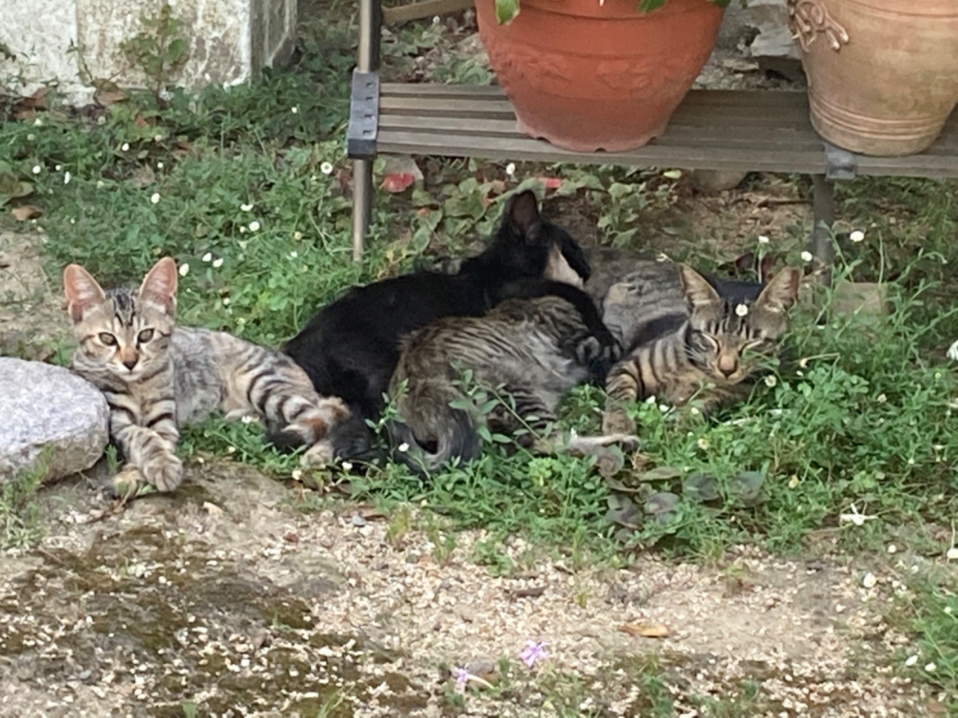 さくらねこ親子