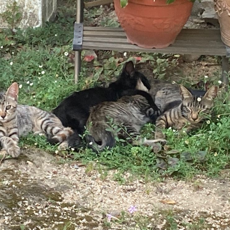 さくらねこ親子