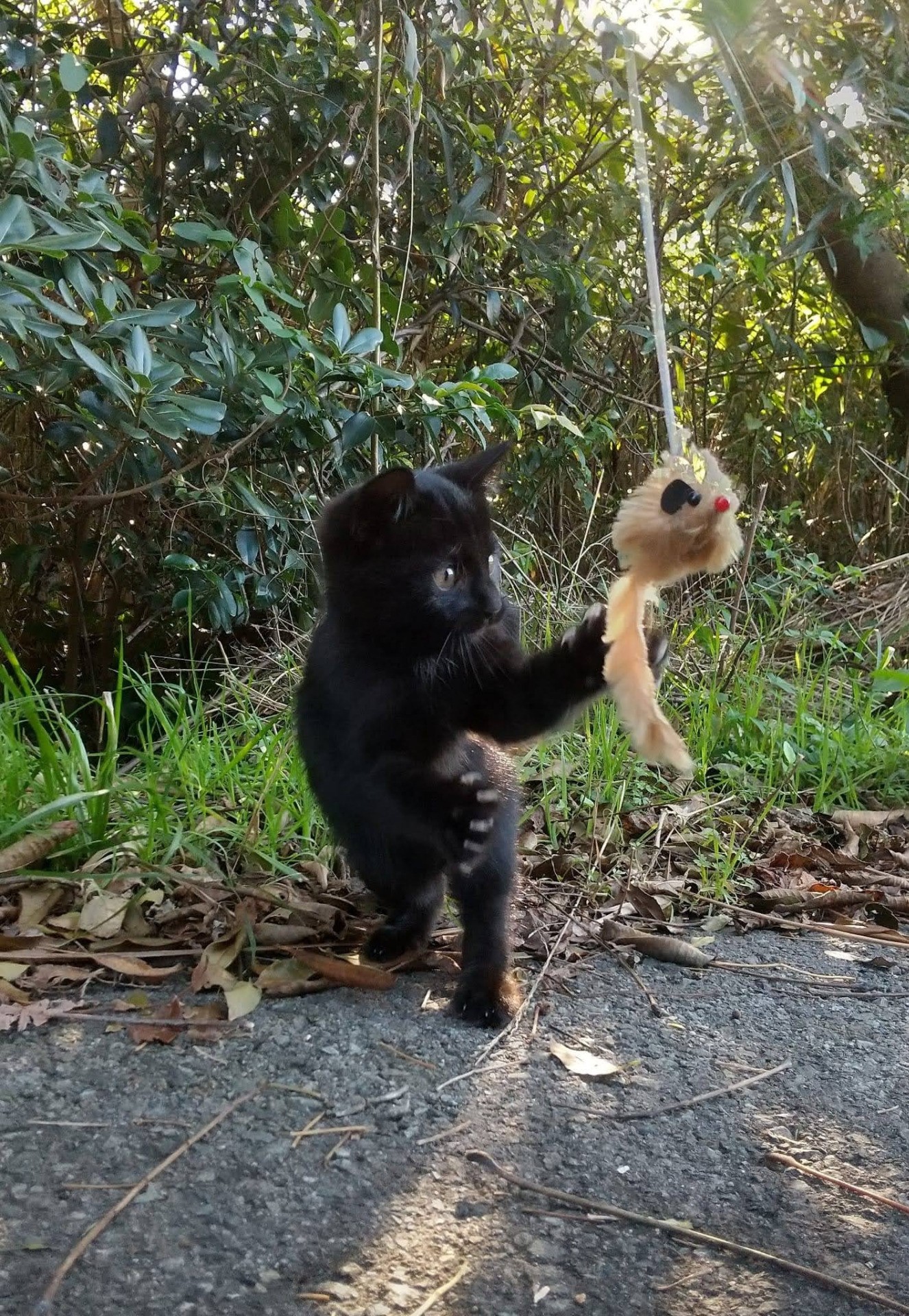 ジャラシ夢中！