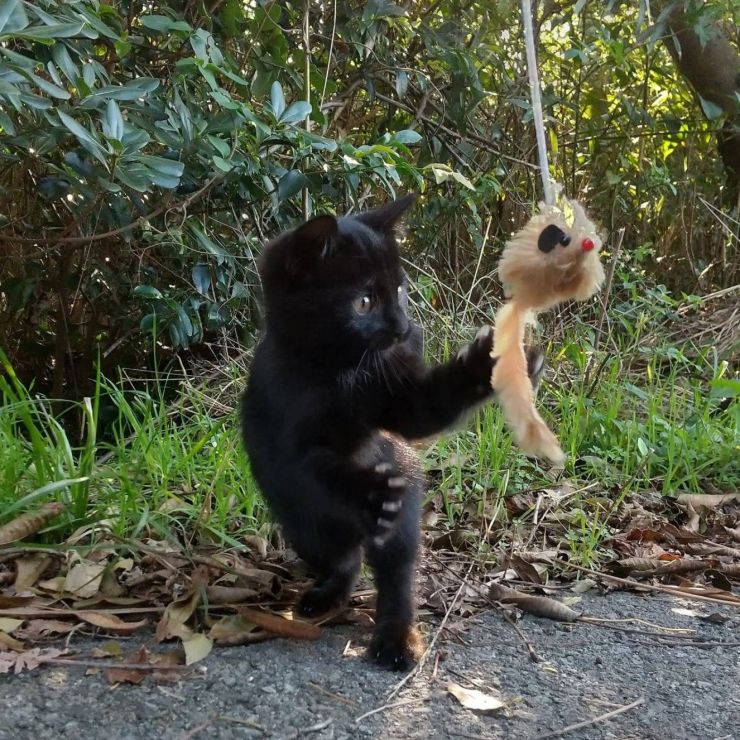 ジャラシ夢中！