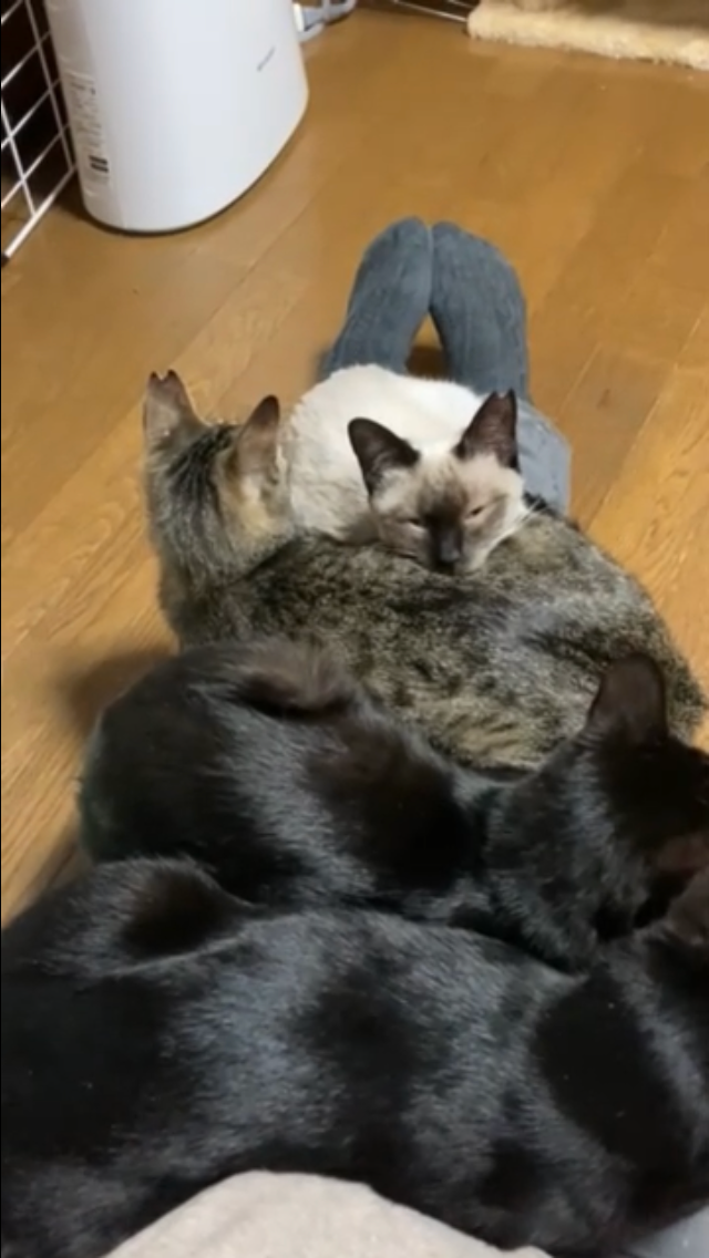 お膝の取り合い