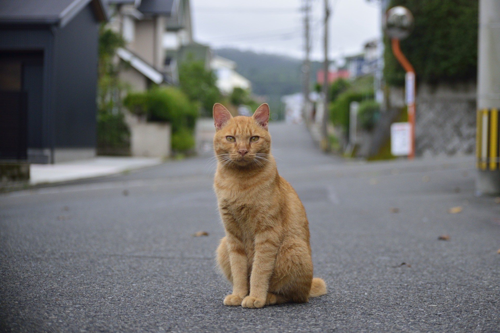うまく撮ってね