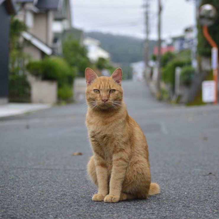 うまく撮ってね