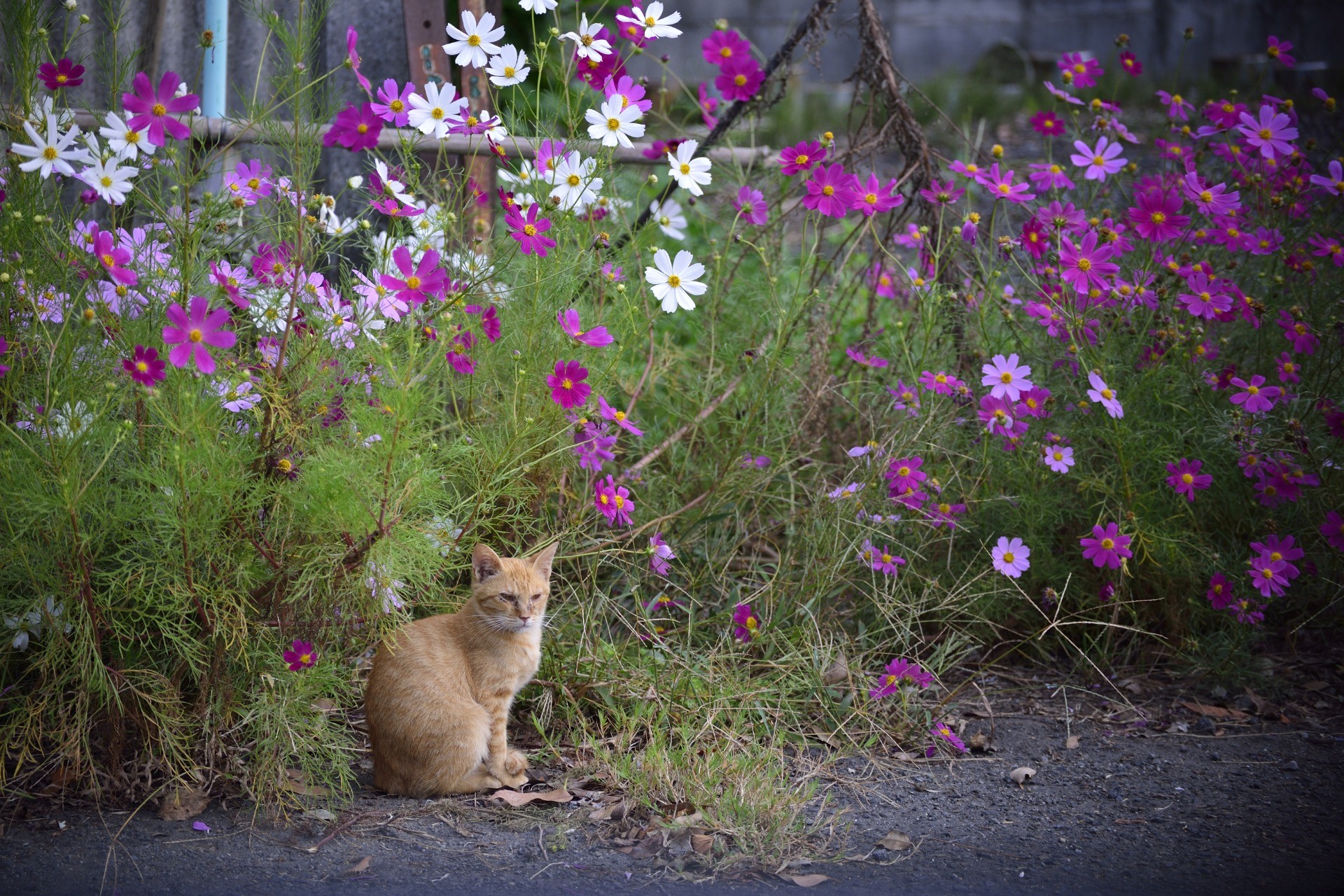 秋桜