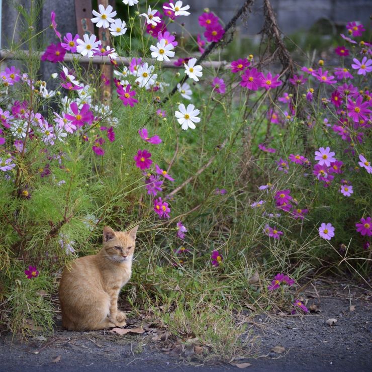 秋桜
