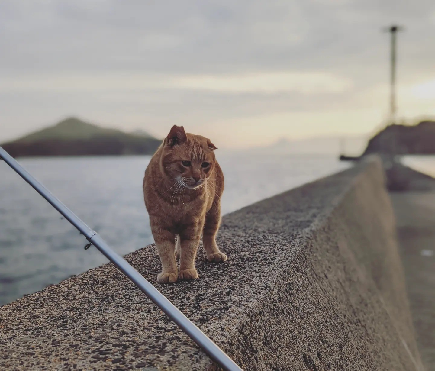 魚じゃなくておれにかまってくれ