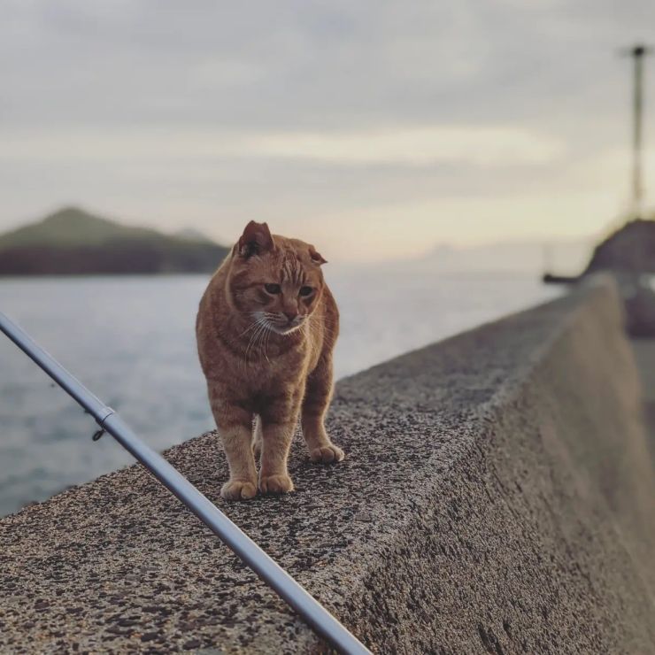 魚じゃなくておれにかまってくれ