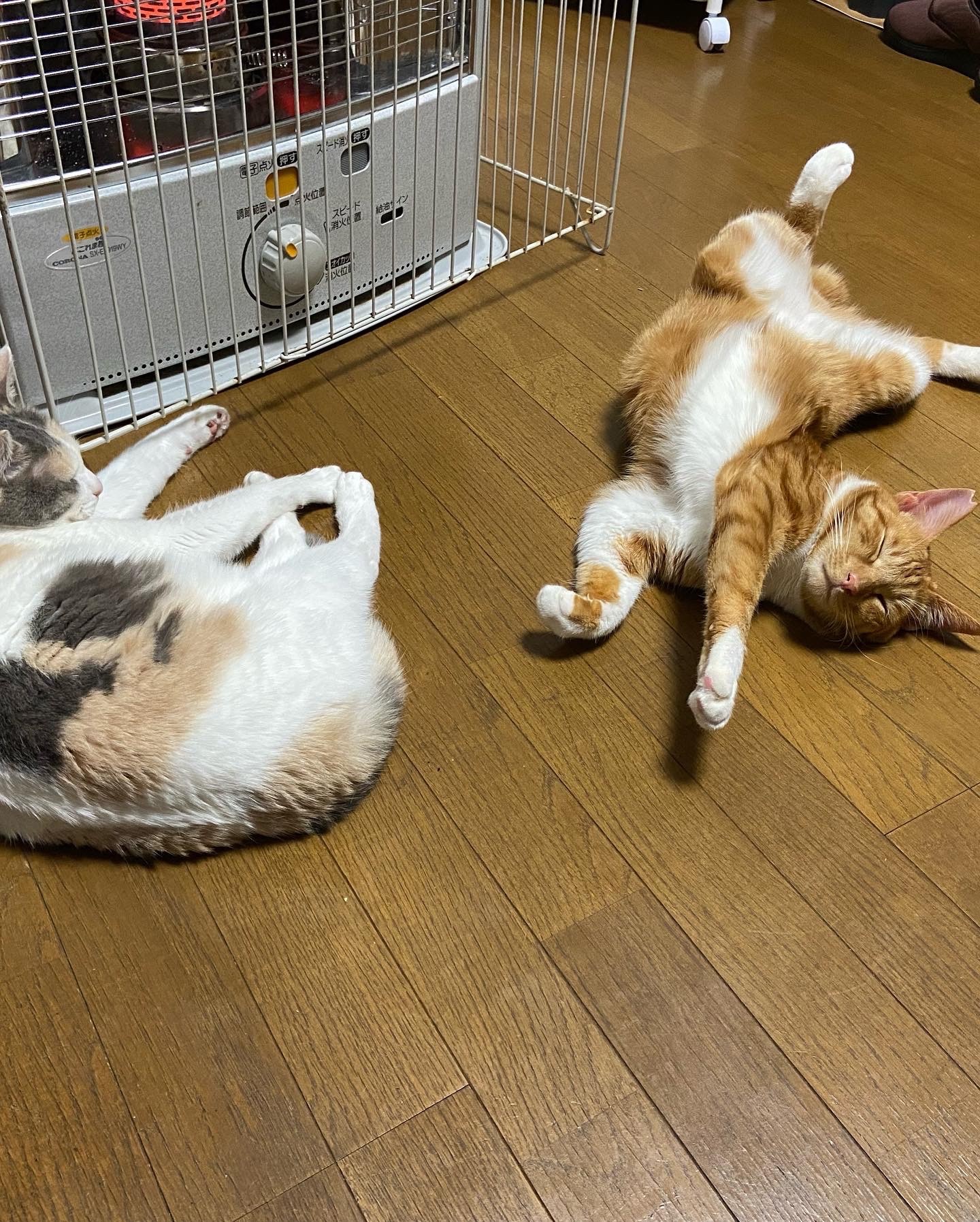 ストーブって最高だにゃ〜