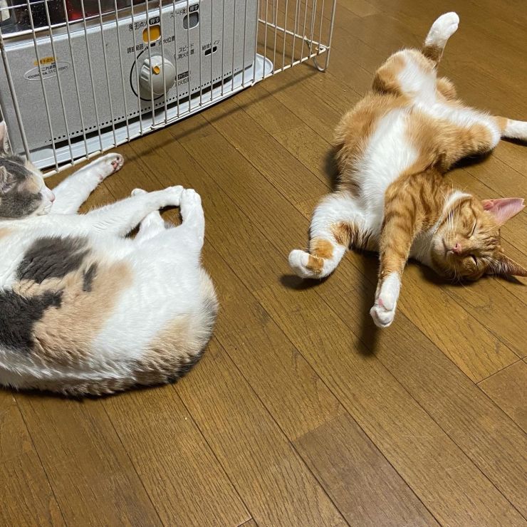 ストーブって最高だにゃ〜