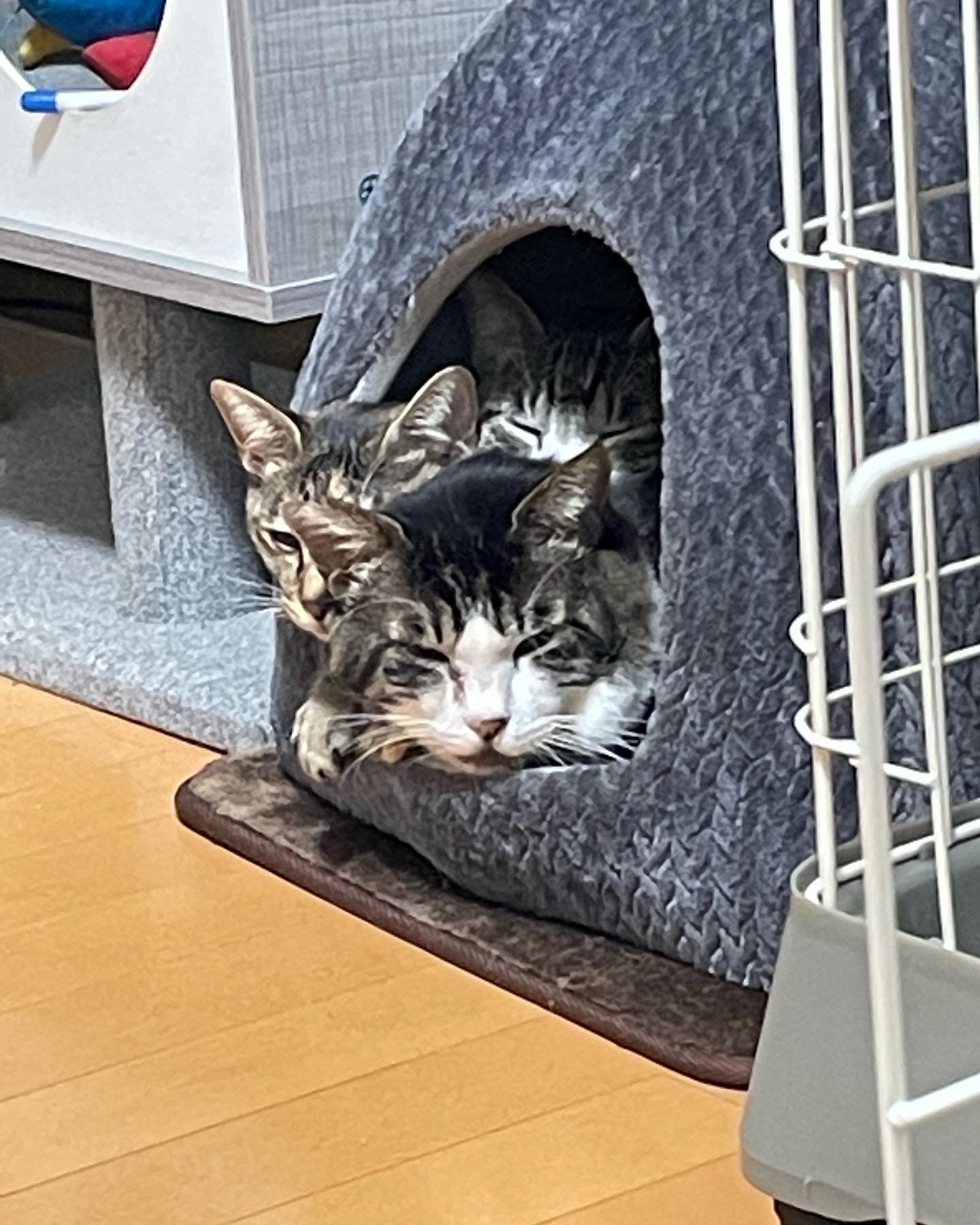 満員でぬくぬく