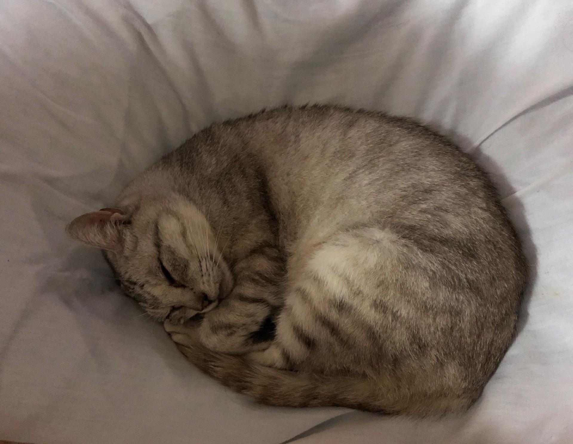 猫さん