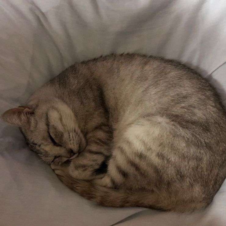 猫さん