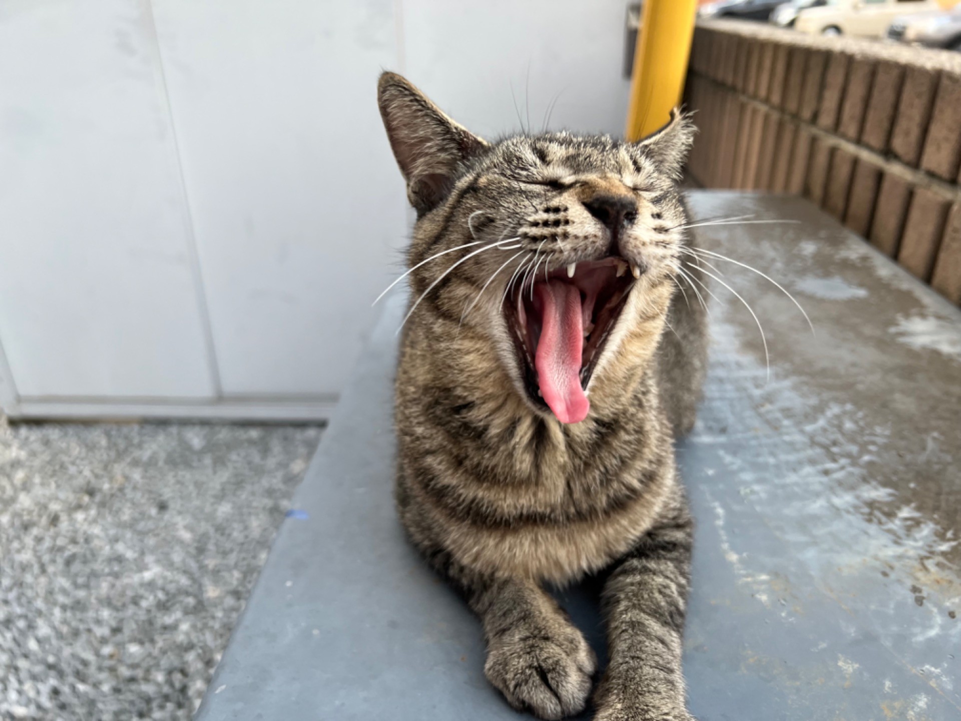 あくびの瞬間！