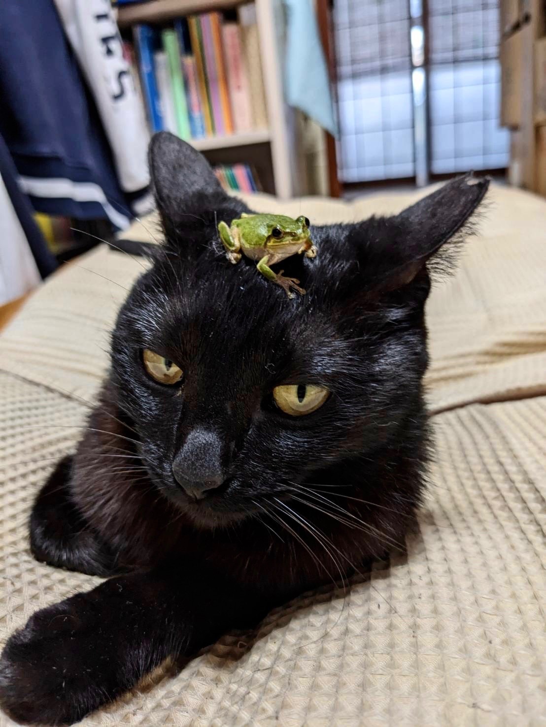 なにしてるにゃ〜