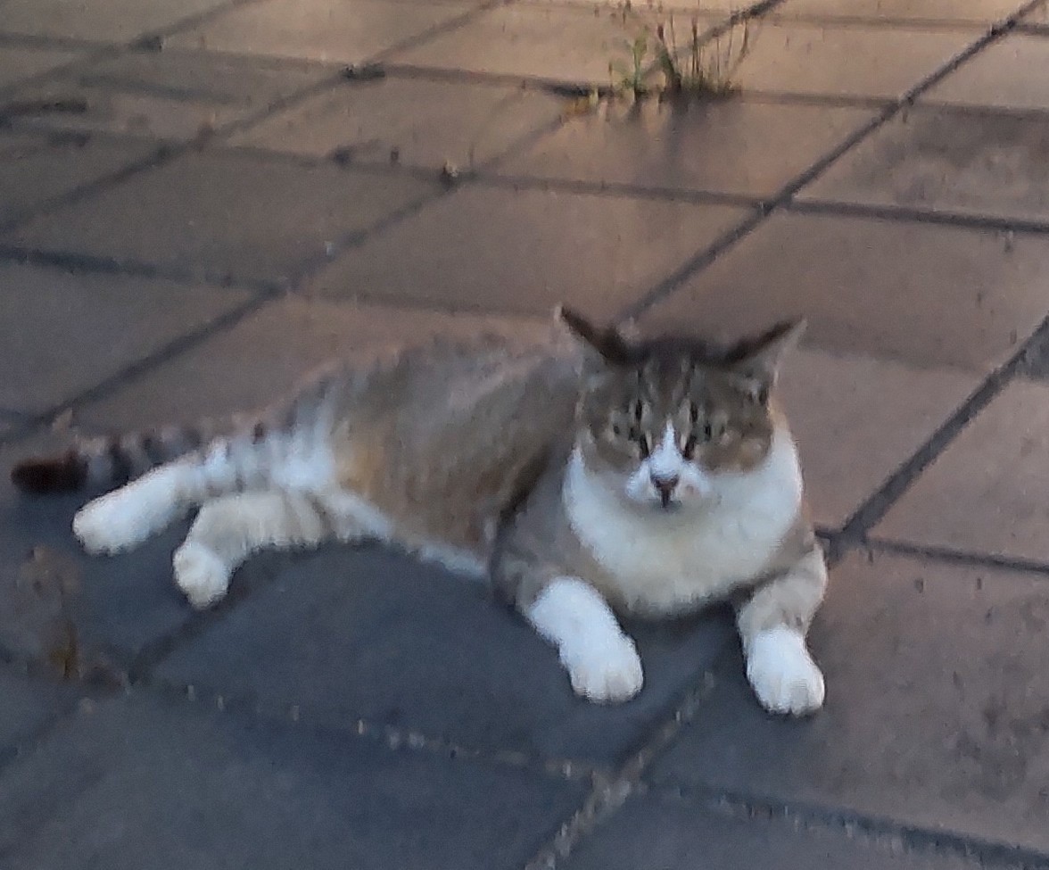 元気にノラ猫生活しています。