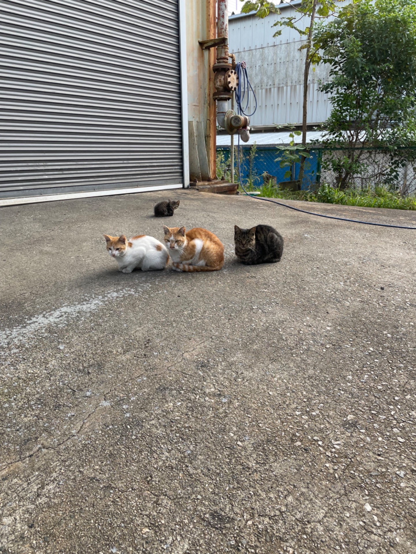 会社内の敷地に現れた子