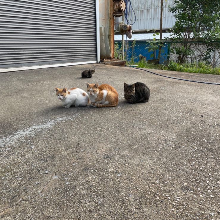 会社内の敷地に現れた子