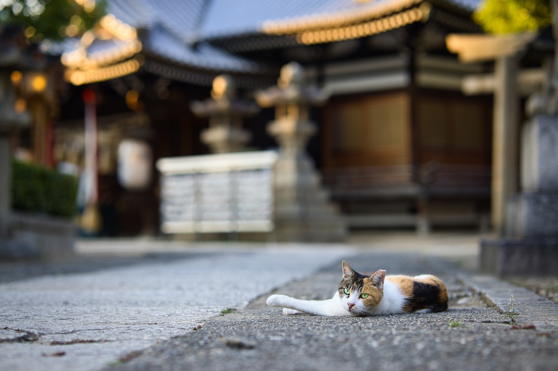茜色