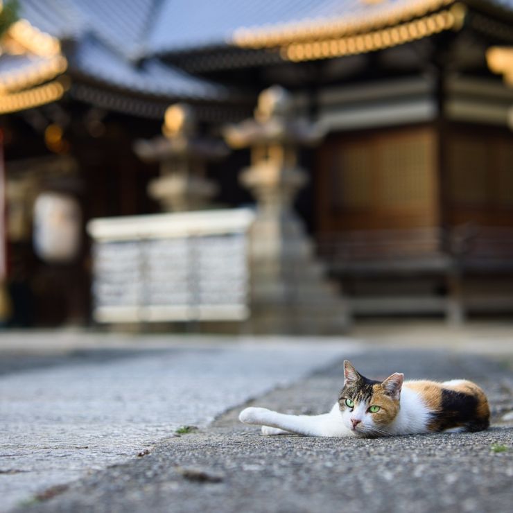 茜色