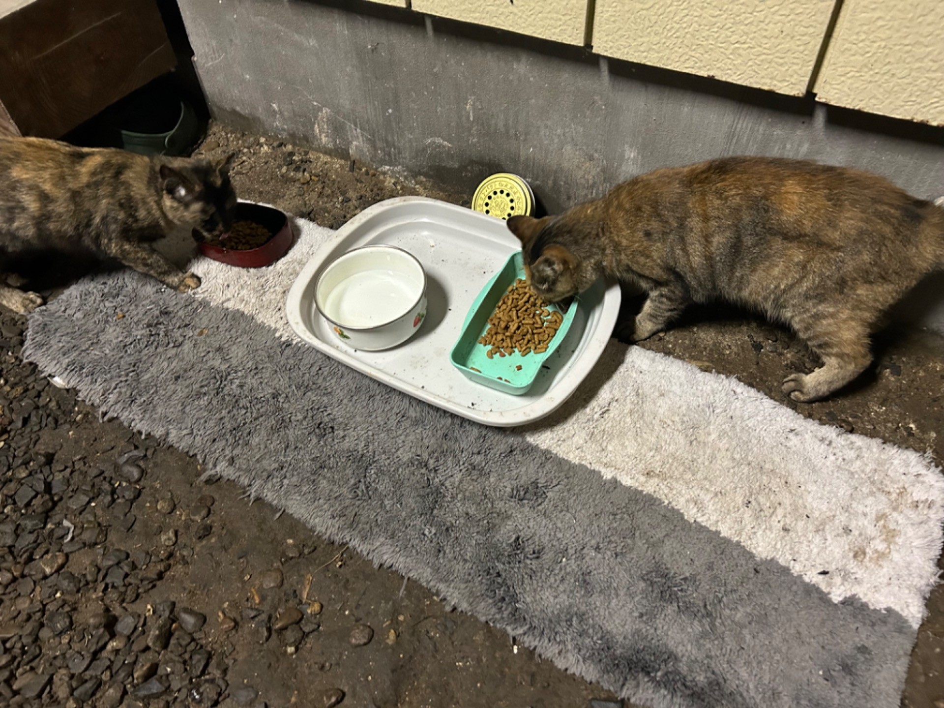 どうぶつ基金