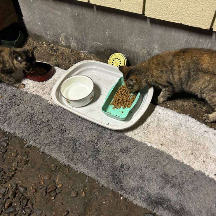どうぶつ基金