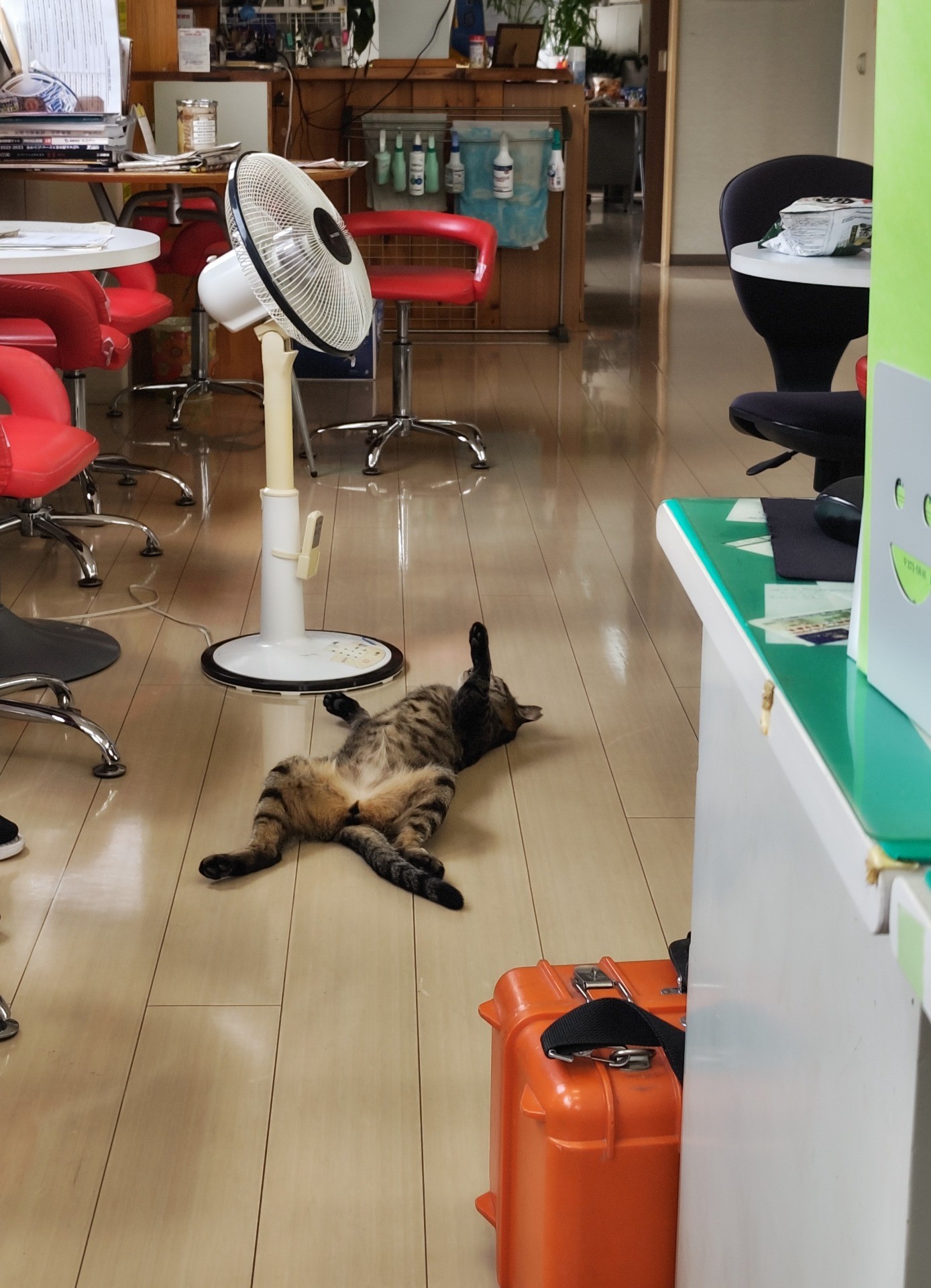 野良なのに