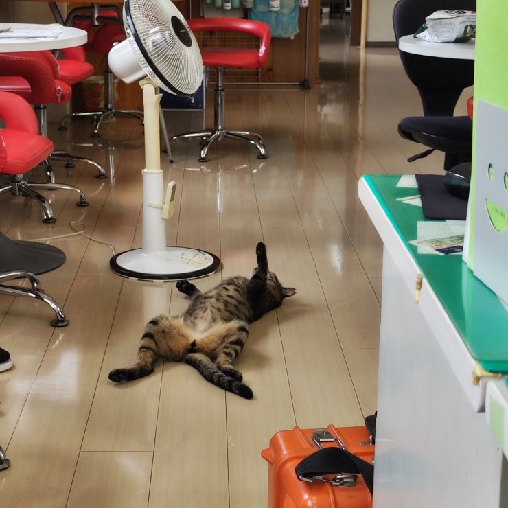 野良なのに