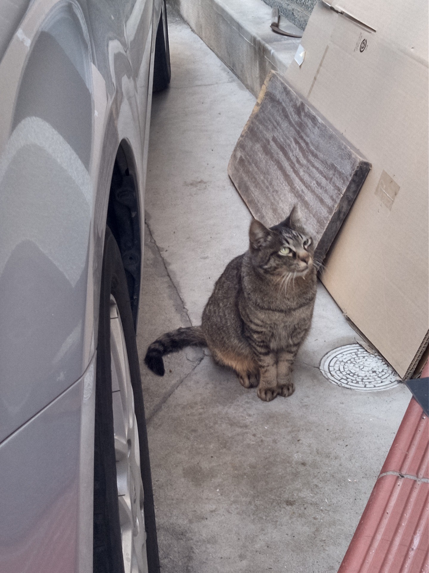 今日もごはん､よろしくお願いしますニャ~😼