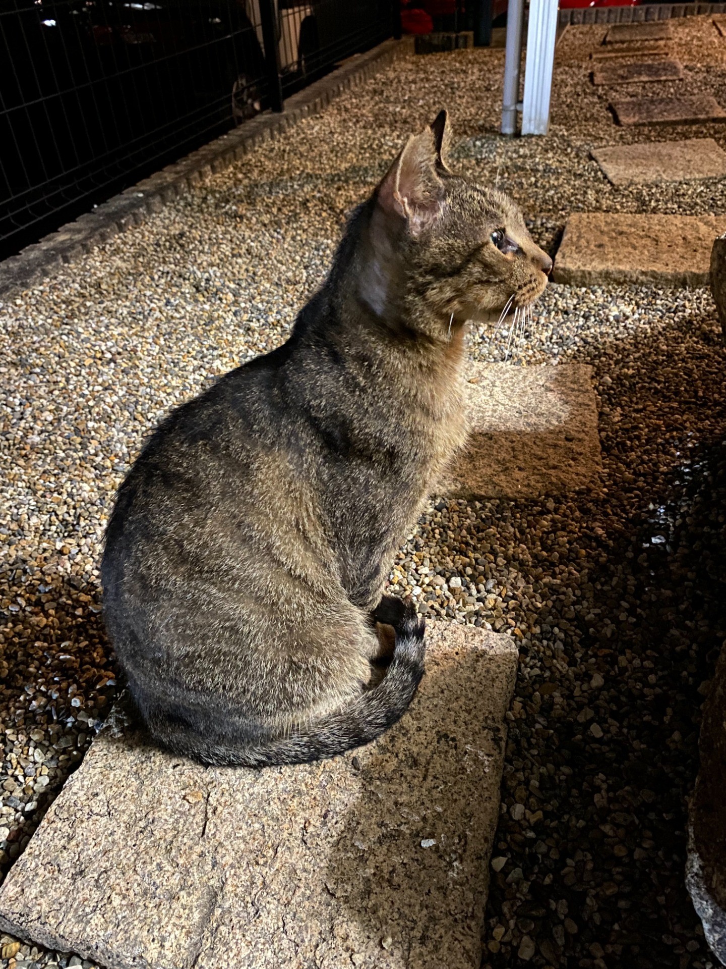 おうちにはいってみたいにゃ。