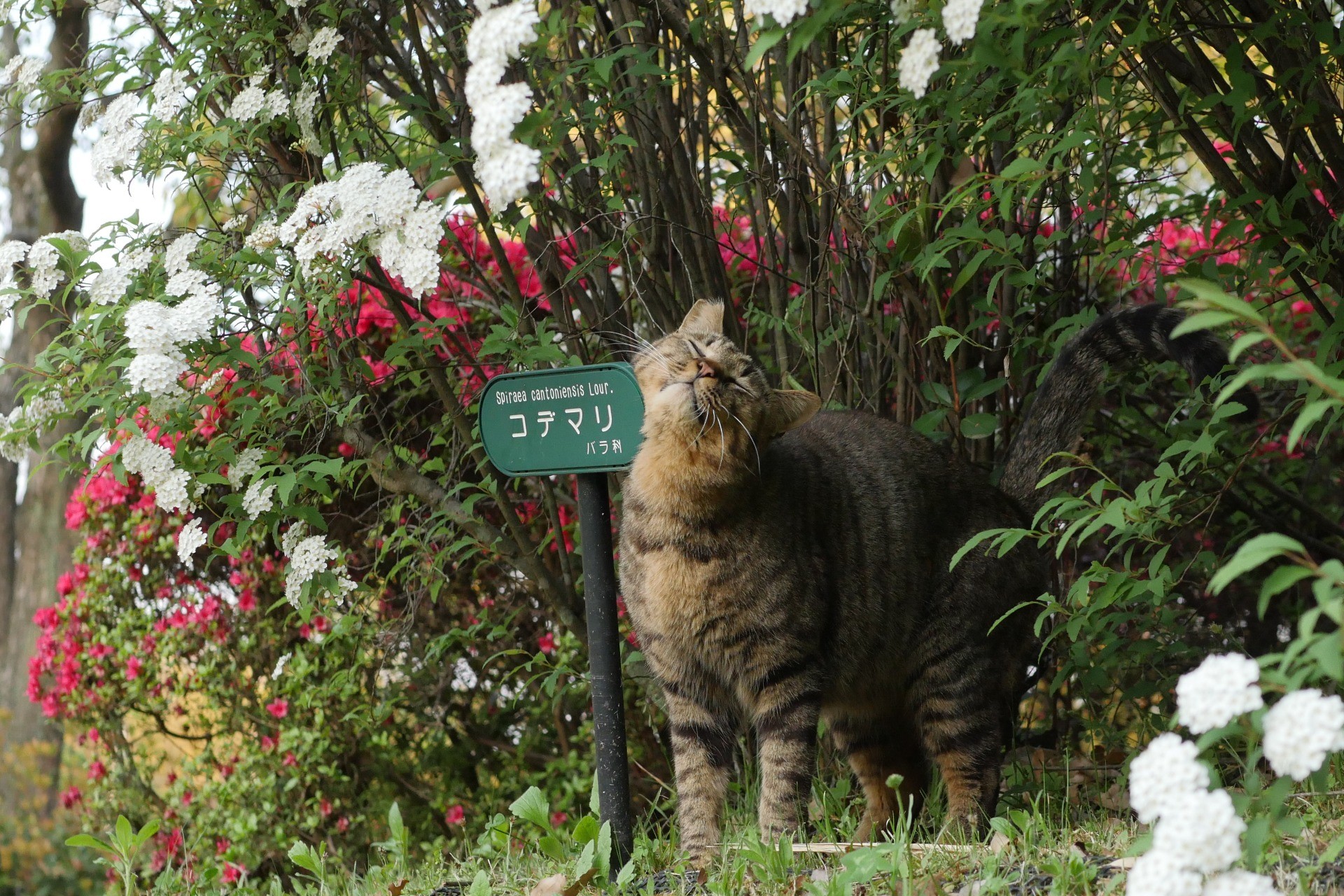 約束の地