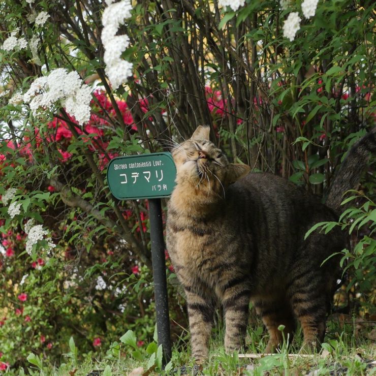 約束の地