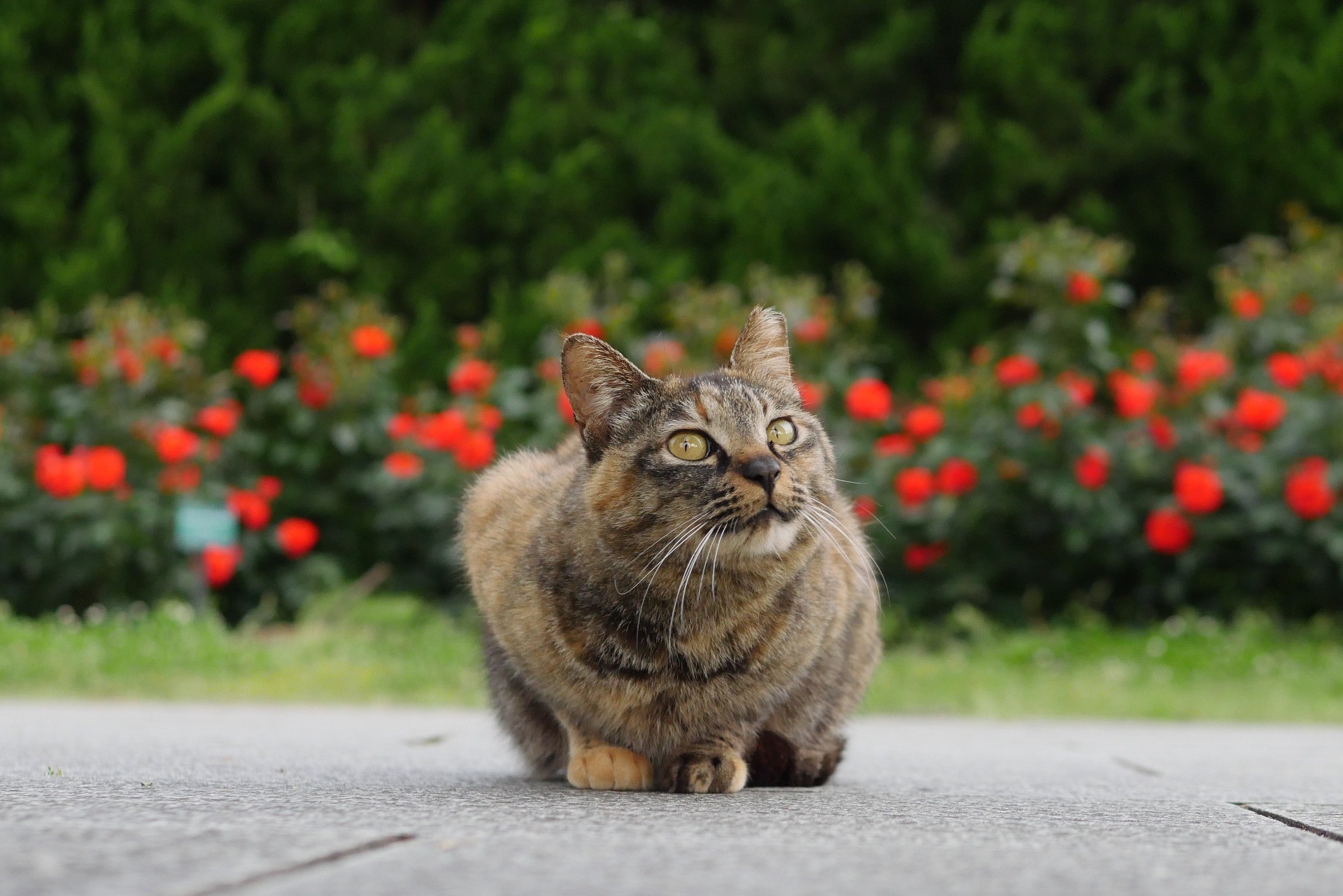 今日も元気です！