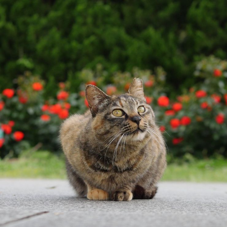 今日も元気です！