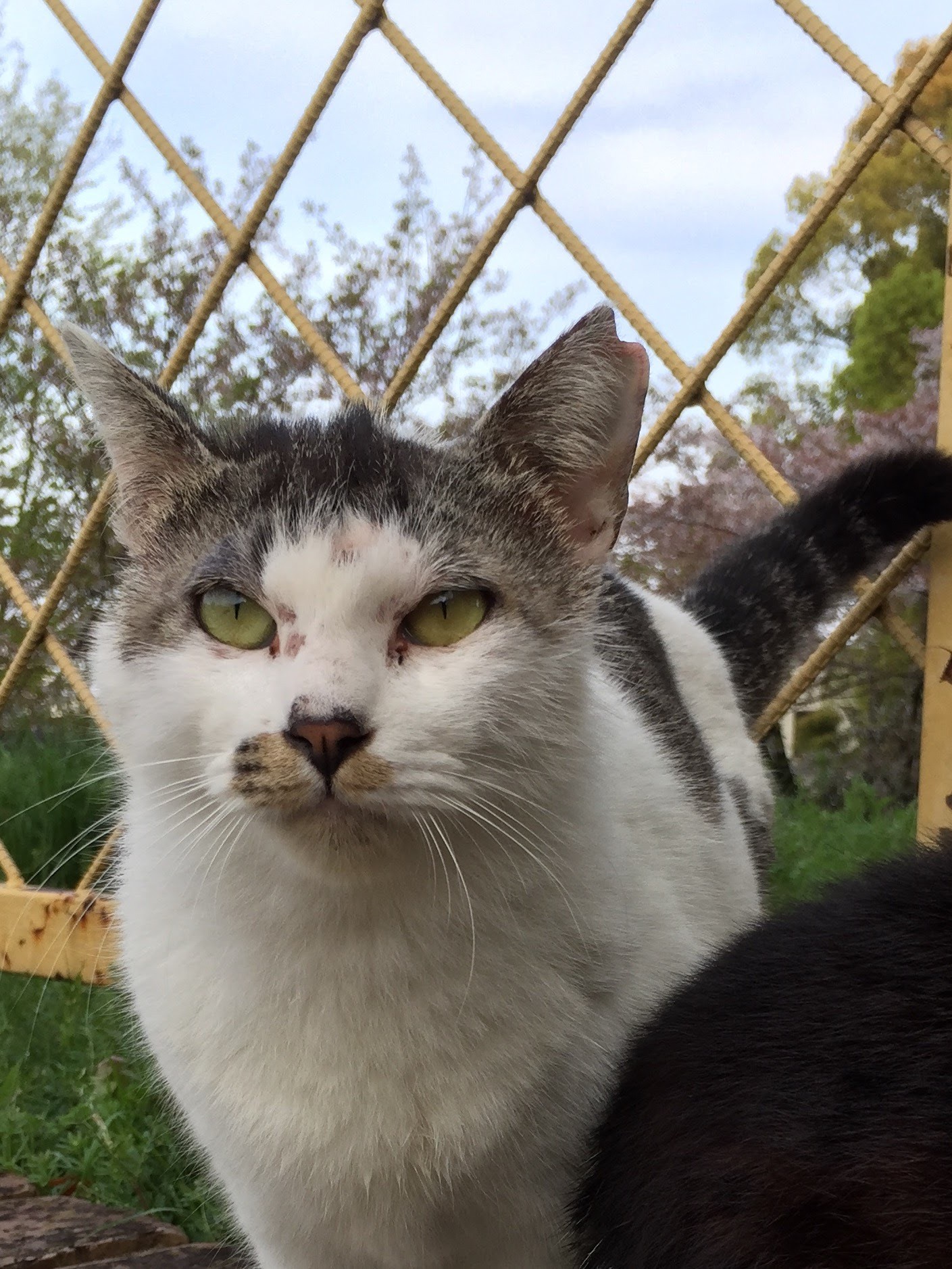 さくらねこ