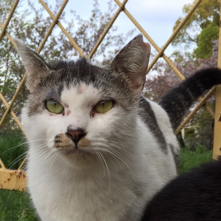 さくらねこ