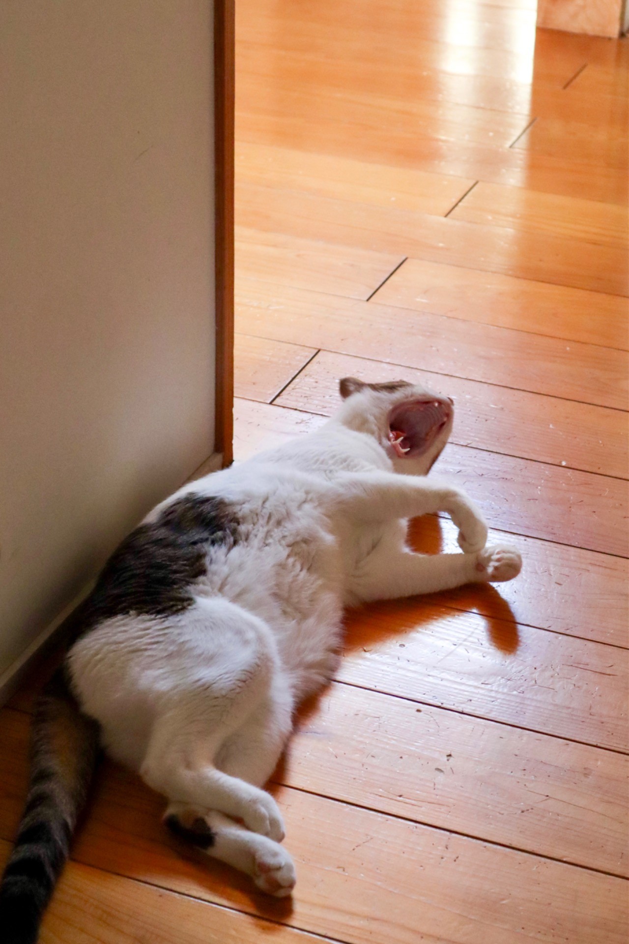 おおあくび