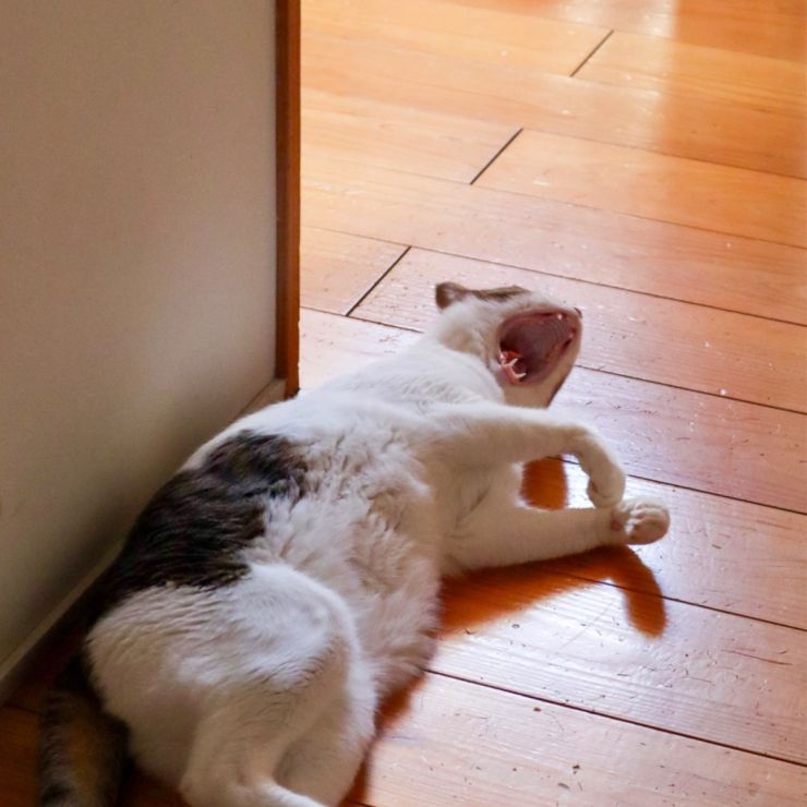 おおあくび