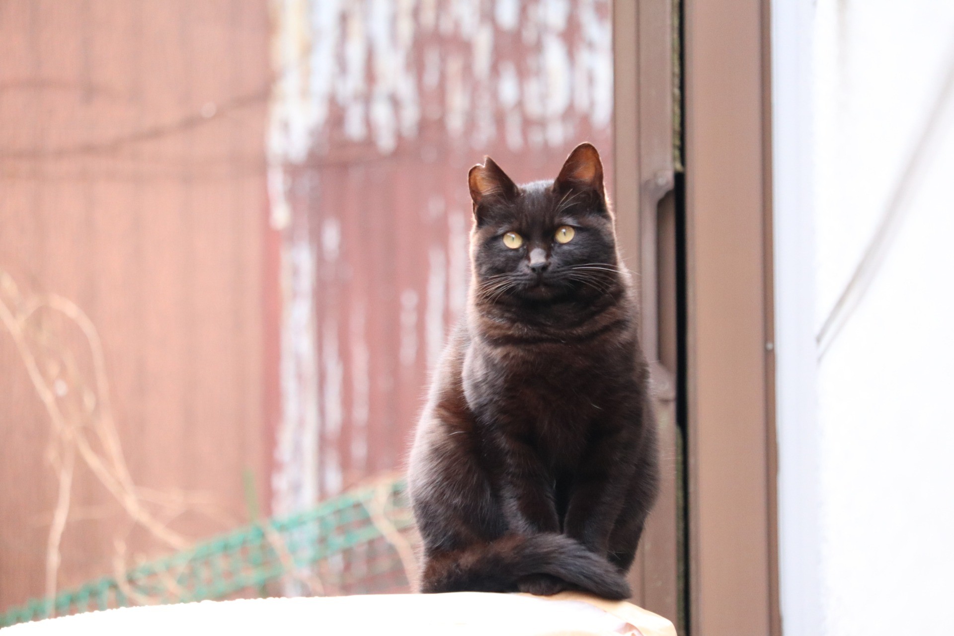 地域猫から保護猫へ