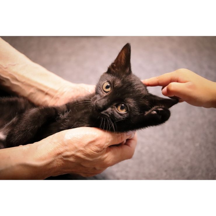 ばぁばと猫と孫