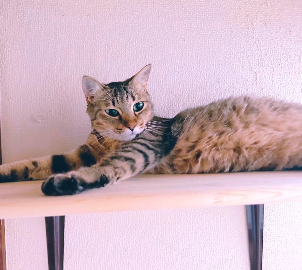 DIYのキャットウォーク！