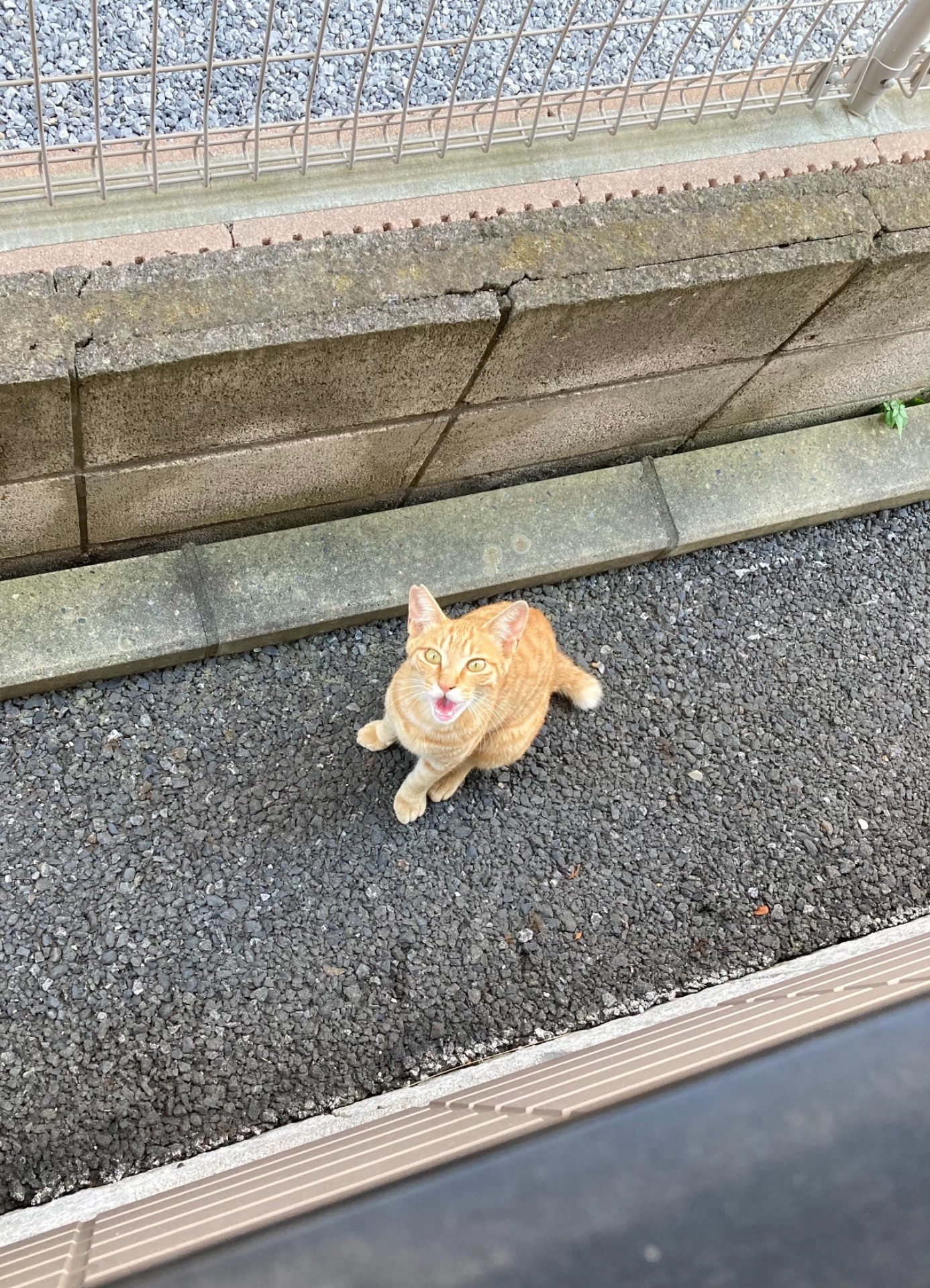 おはよー！ごはんちょーだい！