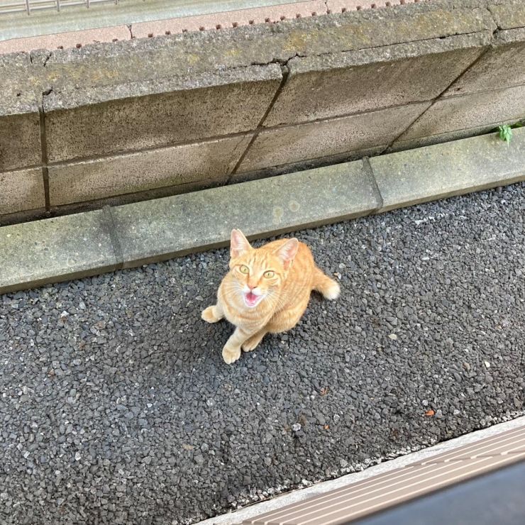 おはよー！ごはんちょーだい！