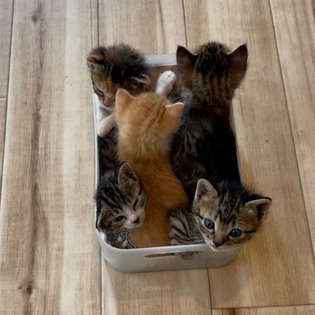 猫弁当
