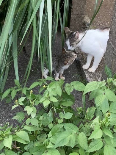 ママ、おかえりなさい