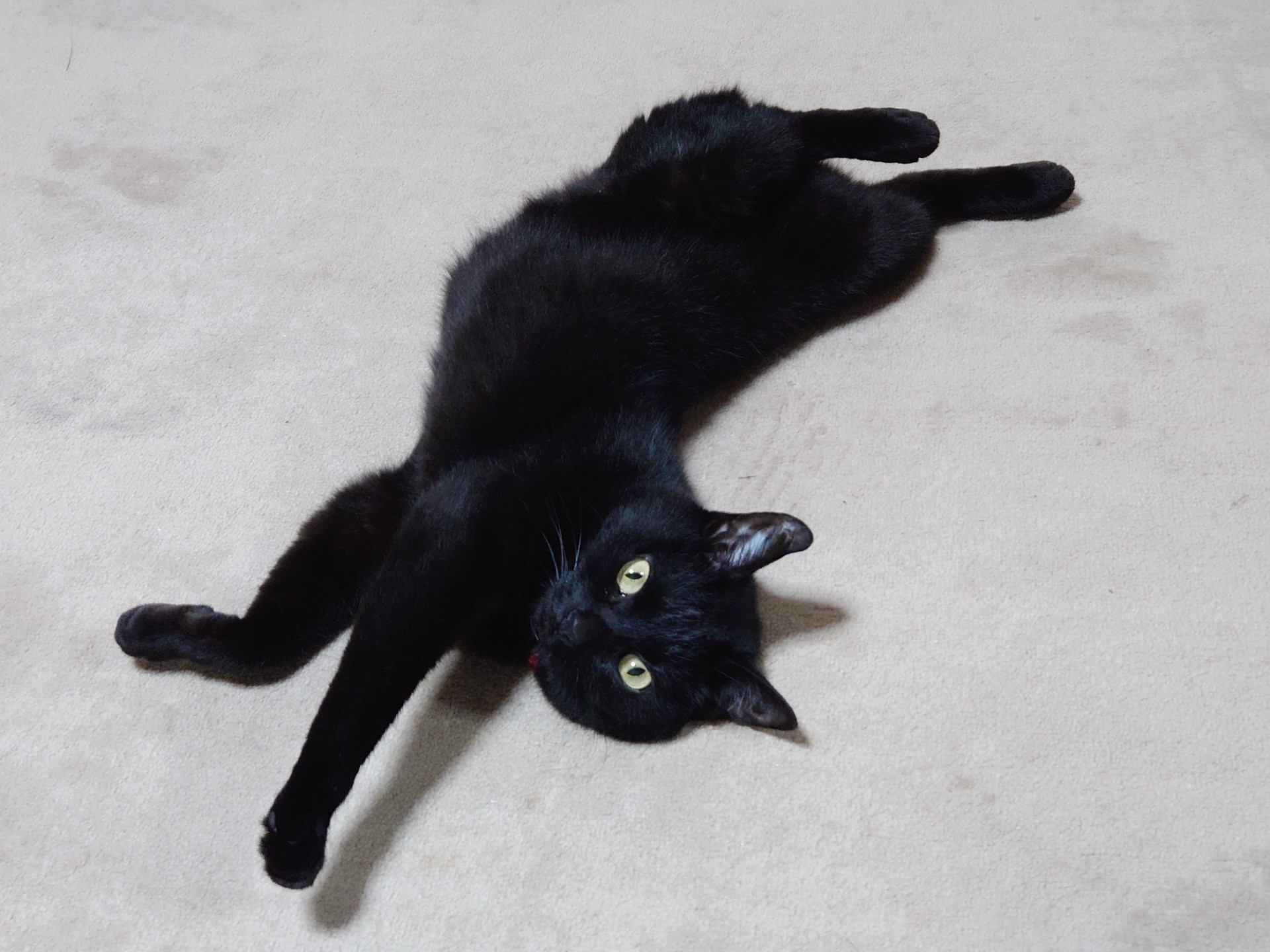 初めての仔猫