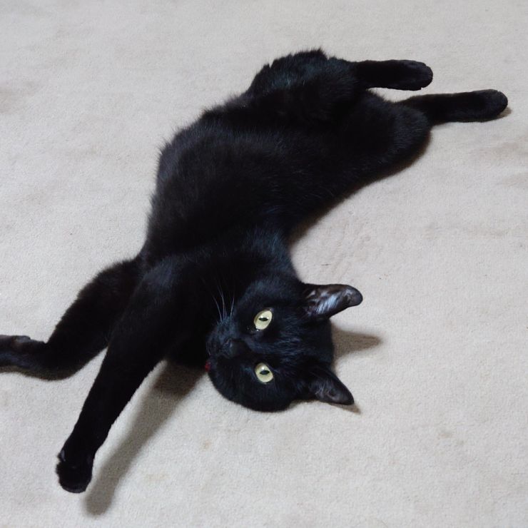 初めての仔猫