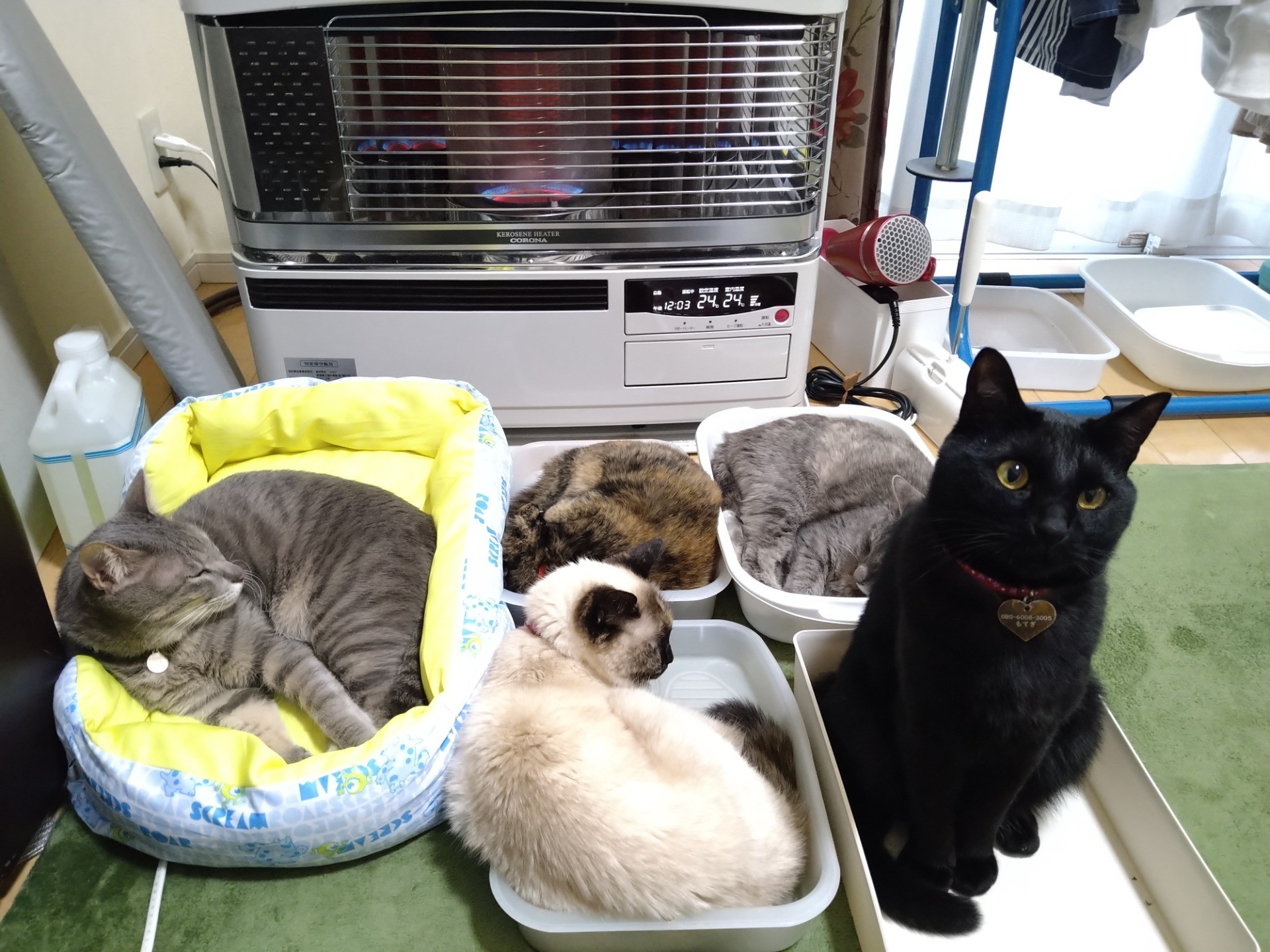 我が家の猫様たち