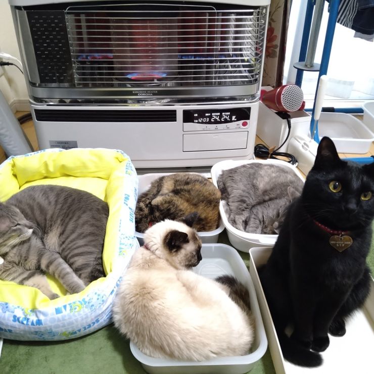 我が家の猫様たち